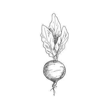 Beetroot food ingredient isolated sketch. Vector vegetable, whole monochrome beet root