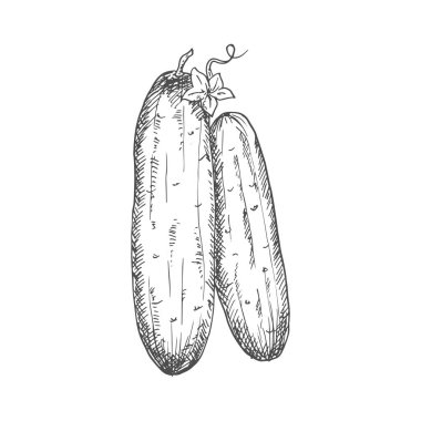 Whole cucumber isolated vegetable sketch. Vector pickle or gherkin cucumber