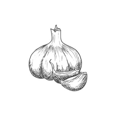 Garlic cooking seasonings sketch. Vector isolated garlic spice, culinary condiment and flavoring