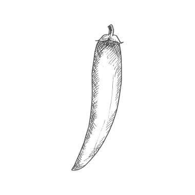 Chili pepper isolated vegetable sketch. Vector Jalapeno or Cayenne, spicy vegetable food condiment