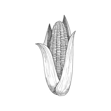 Maize corn cob with leaves isolated vector sketch. Vector sweetcorn vegetarian food, cereal grain