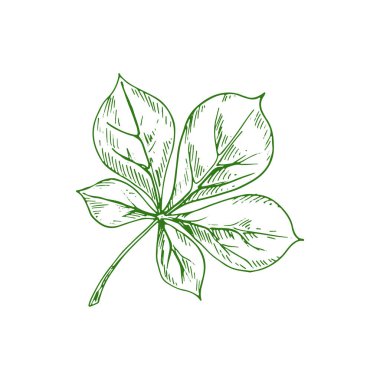Horsechestnut Buckeye green leaf isolated sketch. Vector green spring or summer foliage