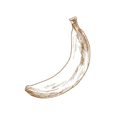 Banana tropical fruit sketch. Vector isolated organic whole exotic banana fruit