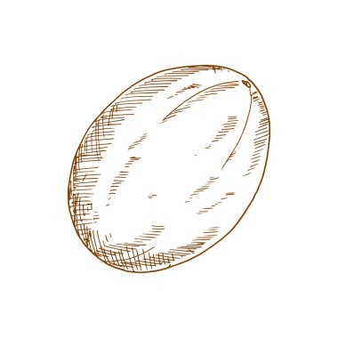 Ripe tropical sweet melon, isolated raw fruit sketch