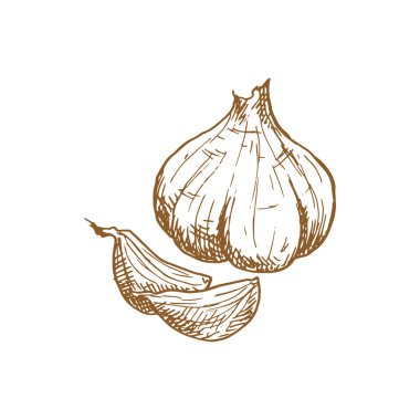 Garlic cooking seasonings sketch. Vector isolated garlic spice, culinary condiment and flavoring