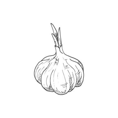 Garlic cooking seasonings sketch. Vector isolated garlic spice, culinary condiment and flavoring