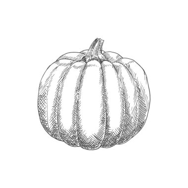 Squash or pumpkin isolated monochrome vegetable. Vector vegetarian pumpkin food