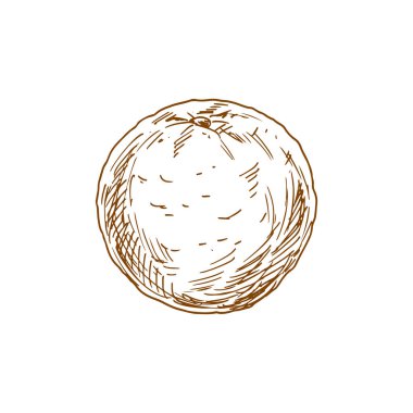 Turuncu tropik meyve. Vektör egzotik portakal veya mandalina turunçgil meyvesi çizimi