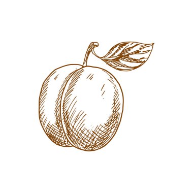 Taze sulu erik meyvesi çizimi beyaz arkaplanda izole edildi