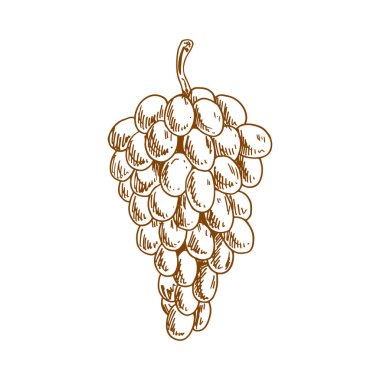 Grapes fruit sketch. Vector isolated organic natural farm fruits, grapes vine