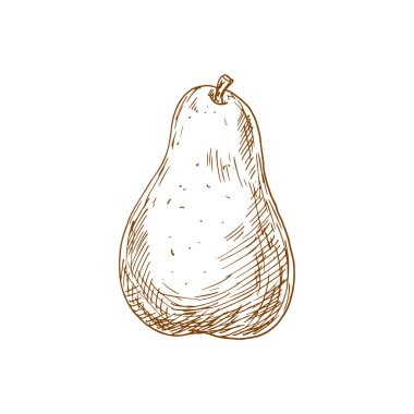 Armut çizimi, vektör izole meyve. Doğal sağlıklı tarım armut meyve ikonu