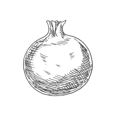 Pomegranate isolated sketch fruit. Vector forbidden fruit in the Garden of Eden, symbolizes fruitfulness