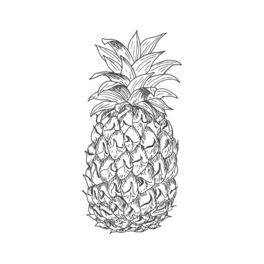 Ripe pineapple fruit sketch with waxy leaves on the top and rough scaly peel