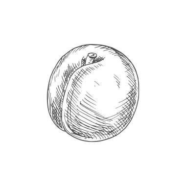 Kayısı ve meyve eskizi. Vektör organik doğal kayısı meyvesi izole etti