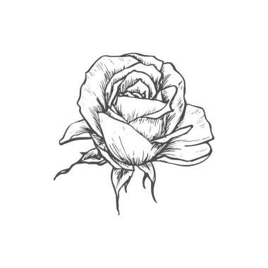 Bud of rose flower isolated sketch blossom. Vector floral blooming plant, tattoo design