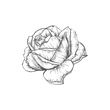 Rose flower isolated blooming plant sketch. Vector black hand drawn bud blossom