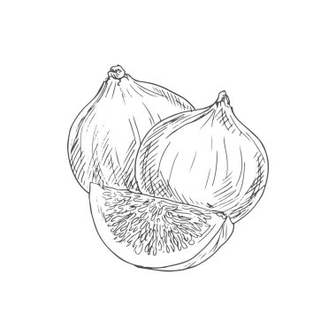 Figs whole and cut isolated sketch. Vector monochrome exotic common fig fruit