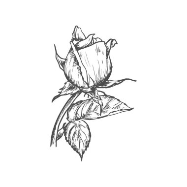 Bud of rose flower isolated sketch blossom. Vector floral blooming plant, tattoo design