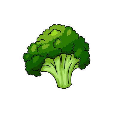 Stem of broccoli isolated organic vegetarian food. Vector organic raw vegetable, green cabbage