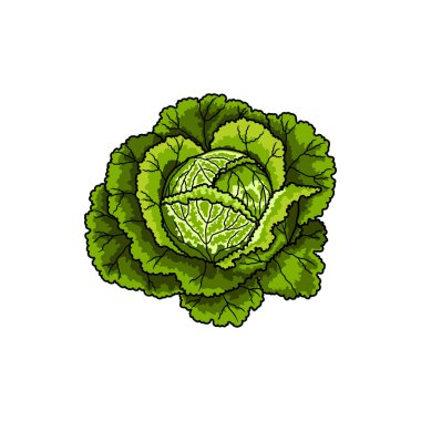 Green leafy cabbage head isolated organic vegetable. Vector vegetarian food, headed cabbage