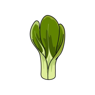 Fresh pakchoi cabbage isolated vegetarian food. Vector green Bok choy, pak or pok choi Chinese cabbage