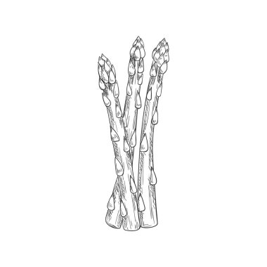 Asparagus bunch isolated sketch icon. Vector vegetarian food, hand drawn stalk herb condiment
