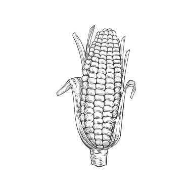 Maize corn cob with leaves isolated vector sketch. Vector sweetcorn vegetarian food, cereal grain