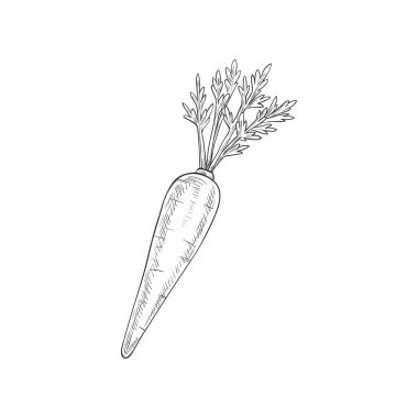 Carrot isolated autumn vegetable sketch. Vector vegetarian dieting food, root with leaves