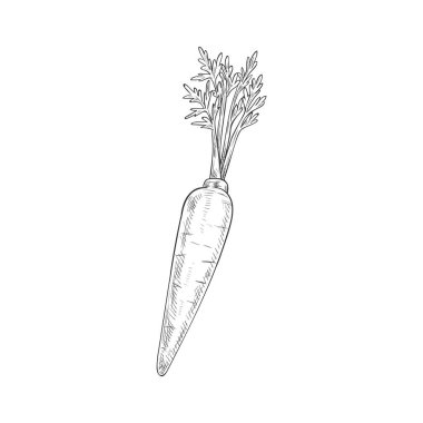 Carrot isolated autumn vegetable sketch. Vector vegetarian dieting food, root with leaves