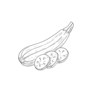 Zucchini vegetable sketch isolated squash marrow. Vector vegetarian food, monochrome veggies