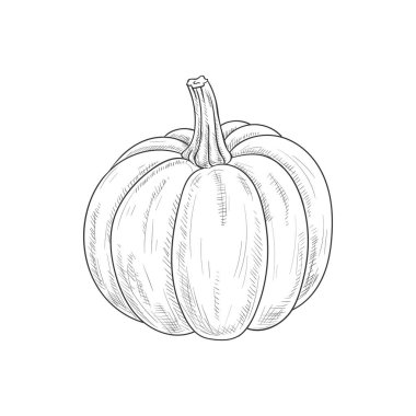 Squash or pumpkin isolated monochrome vegetable. Vector vegetarian pumpkin food