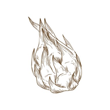 Dragon fruit pitaya isolated exotic pithaya whole and cut. Vector dragonfruit tropical food dessert