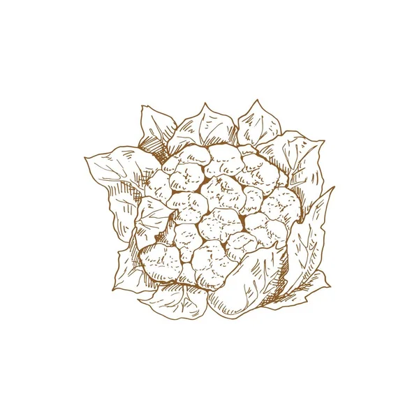 Hand Drawn Cauliflower Cabbage Isolated Monochrome Sketch Vector Vegetarian Food - Stok Vektor
