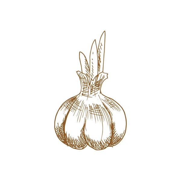 Garlic Bulb Isolated Vegetable Sketch Vector Whole Head Raw Bulbous — Vector de stock