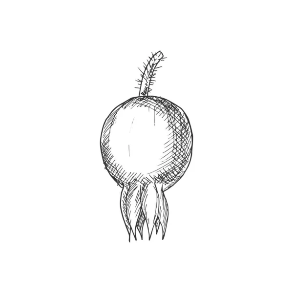 Μονό Μονόχρωμο Σκίτσο Μούρο Κράνμπερι Vector Moss Berry Φρούτα Καλοκαίρι — Διανυσματικό Αρχείο