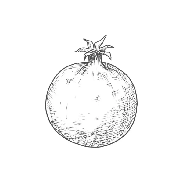 Pomegranate Isolated Sketch Fruit Vector Forbidden Fruit Garden Eden Symbolizes — ストックベクタ