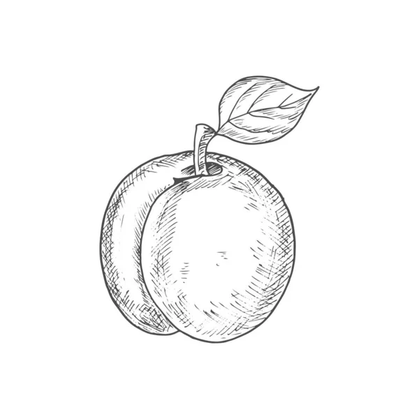Peach Fruit Sketch Vector Isolated Whole Natural Peach Fruit — Stockový vektor