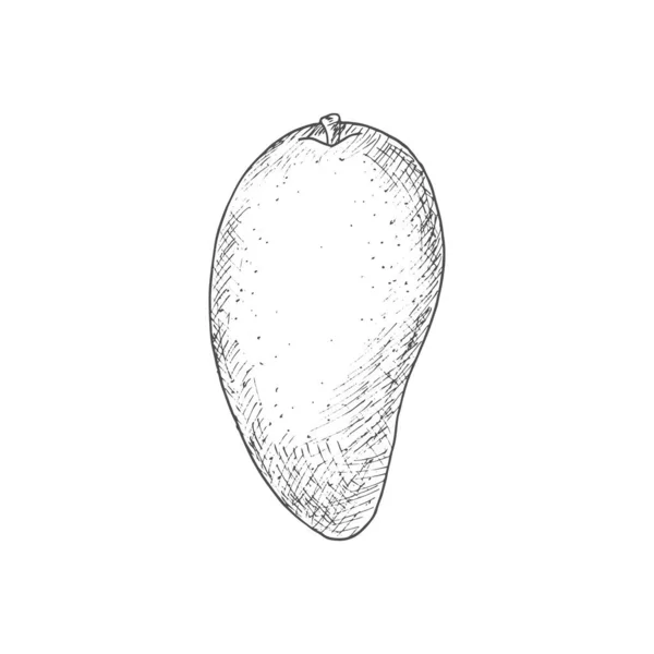 Mango Tropical Fruit Sketch Vector Isolated Organic Whole Exotic Mango — Stockvektor
