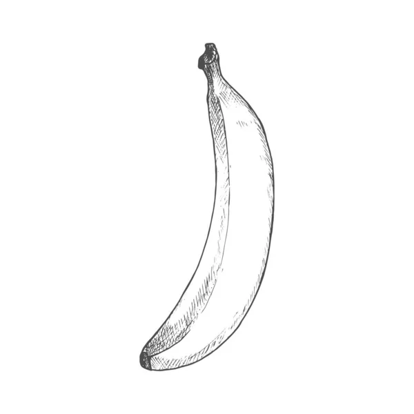 Banana Tropical Fruit Sketch Vector Isolated Organic Whole Exotic Banana — Archivo Imágenes Vectoriales