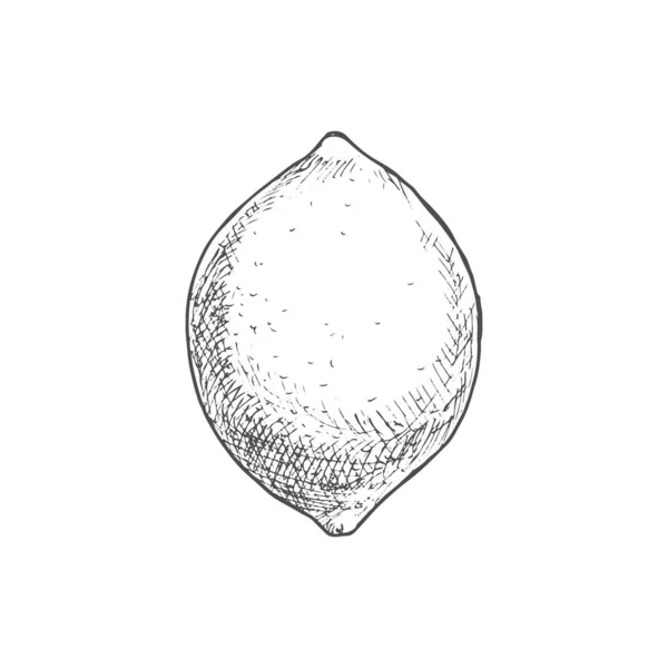 Lemon Fruit Sketch Vector Isolated Whole Organic Natural Lemon Lime — 스톡 벡터