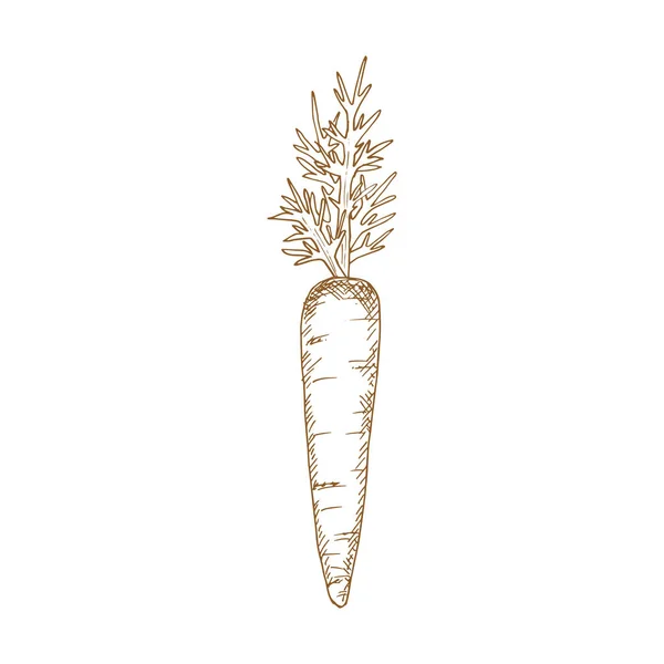 Carrot Isolated Autumn Vegetable Sketch Vector Vegetarian Dieting Food Root — Vettoriale Stock