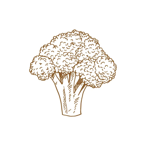 Broccoli Isolated Monochrome Sketch Vector Raw Vegetable Vegetarian Greens Organic — Stockvector