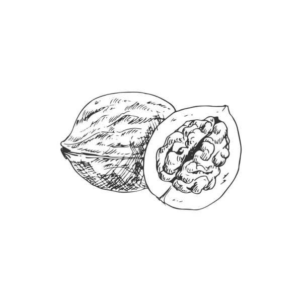 Walnut Fruit Isolated Sketch Whole Nut Kernel Vector Opened Nutshell — 스톡 벡터