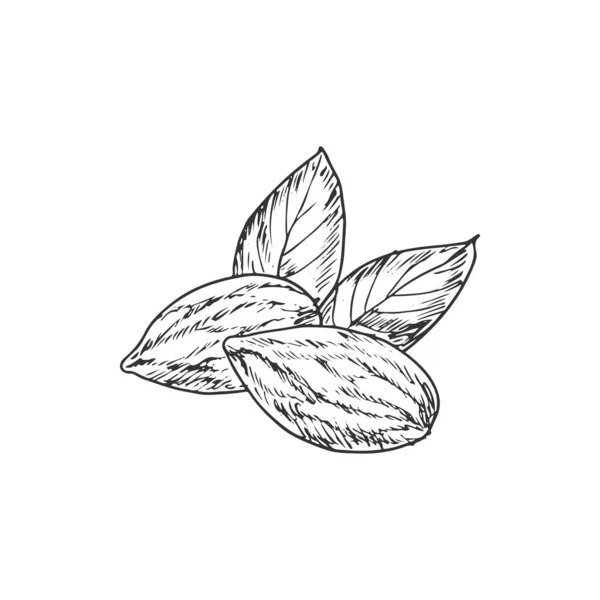 Almond Nut Leaf Isolated Monochrome Icon Vector Kernels Vegetarian Food — 图库矢量图片