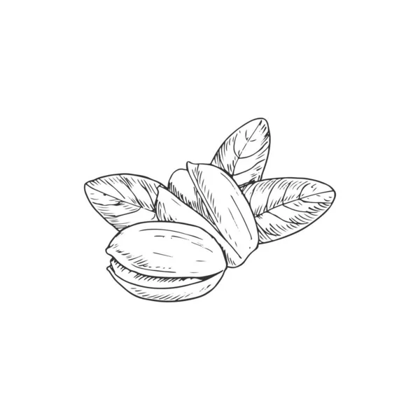 Pistachio Nuts Fruits Leaves Isolated Sketch Vector Monochrome Pistachio Vegetarian — Vetor de Stock