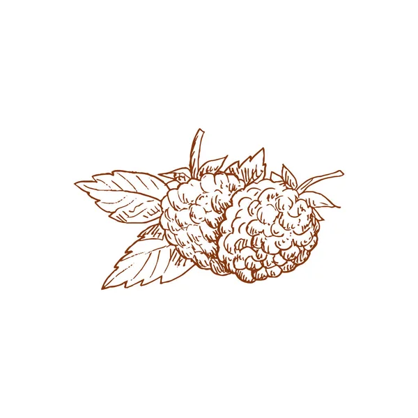 Brambleberry Leaves Isolated Dewberry Raspberry Vector Garden Brambles Blackberry Summer — ストックベクタ