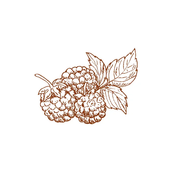 Blackberry Raspberry Isolated Summer Berry Sketch Vector Dewberry Brambleberry Vegetarian — ストックベクタ