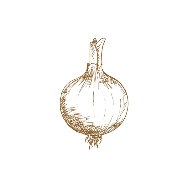 Onion Bulb Leaves Isolated Monochrome Sketch Vector Turnip Food Raw — Stockvektor