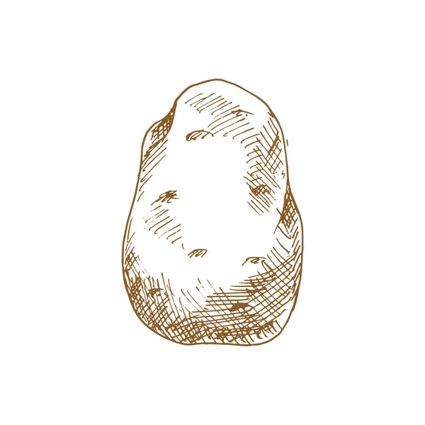 Old Potato Isolated Vegetable Sketch Vector Vegetarian Food Tuber Uncooked — 스톡 벡터