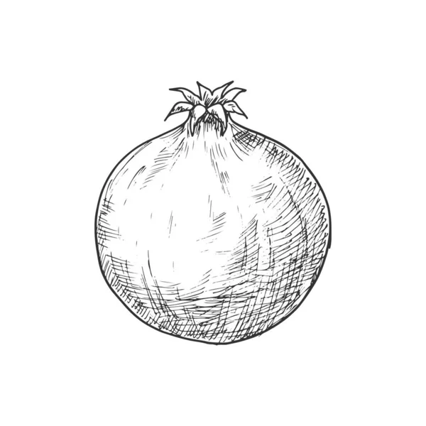 Гранат Изолированный Плод Наброска Векторный Запретный Плод Эдемском Саду Символизирующий — стоковый вектор